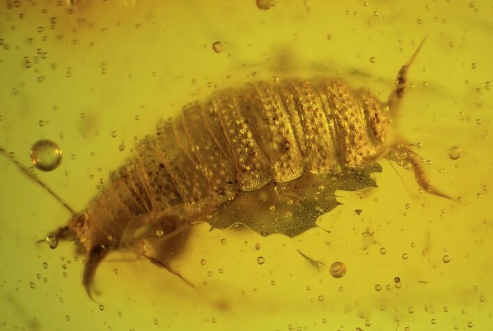 Amazing Fossil Woodlouse In Baltic Amber #38883